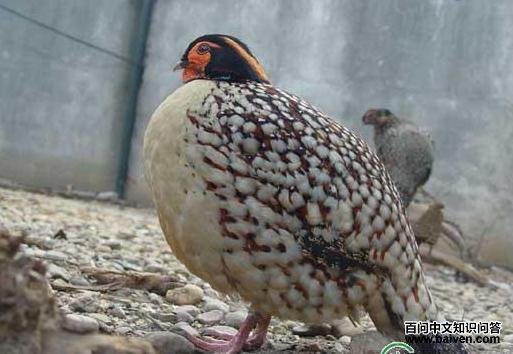 �Ƹ�����