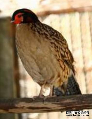 �Ƹ�����