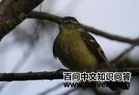 黄腹姬霸鹟 黄腹姬霸鹟的图片