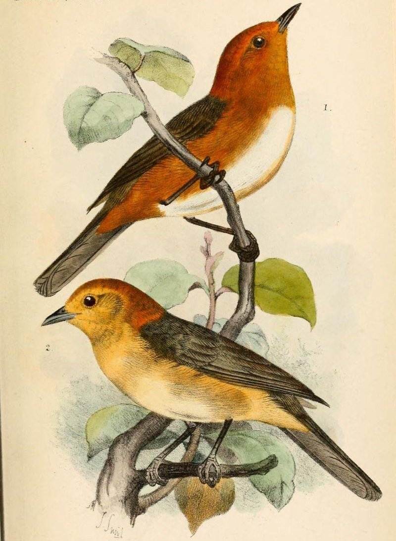 黄腹灰背雀 黄腹灰背雀的图片