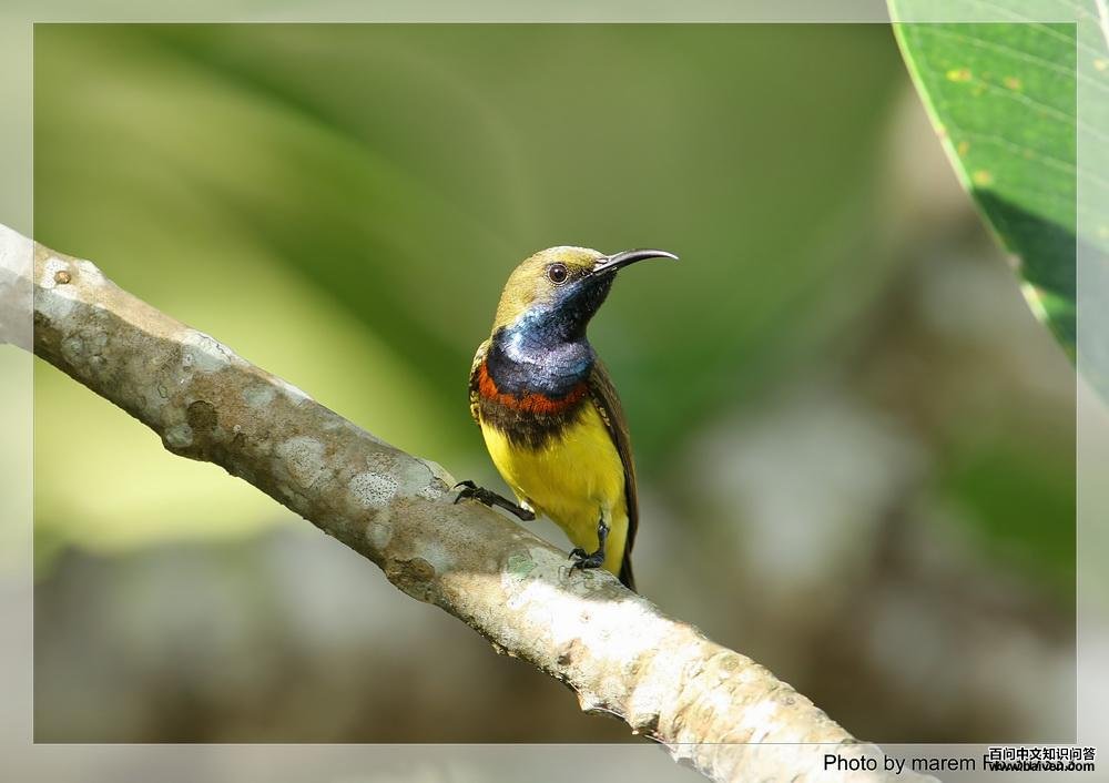 �Ƹ�������������Ӱmarem