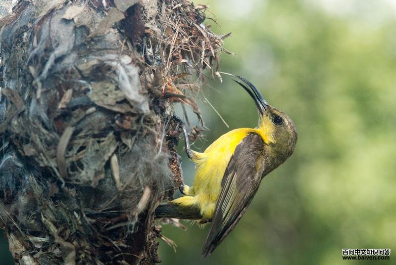 �Ƹ�����������