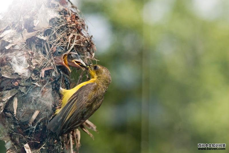 �Ƹ�����������