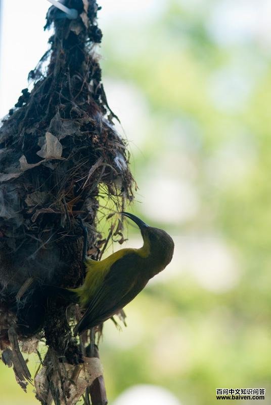 �Ƹ�����������