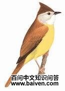 黄腹冠鹎 黄腹冠鹎的图片