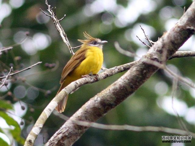 �Ƹ�����