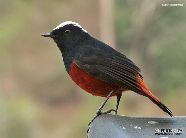 �׶�Ϫ��ͼƬ