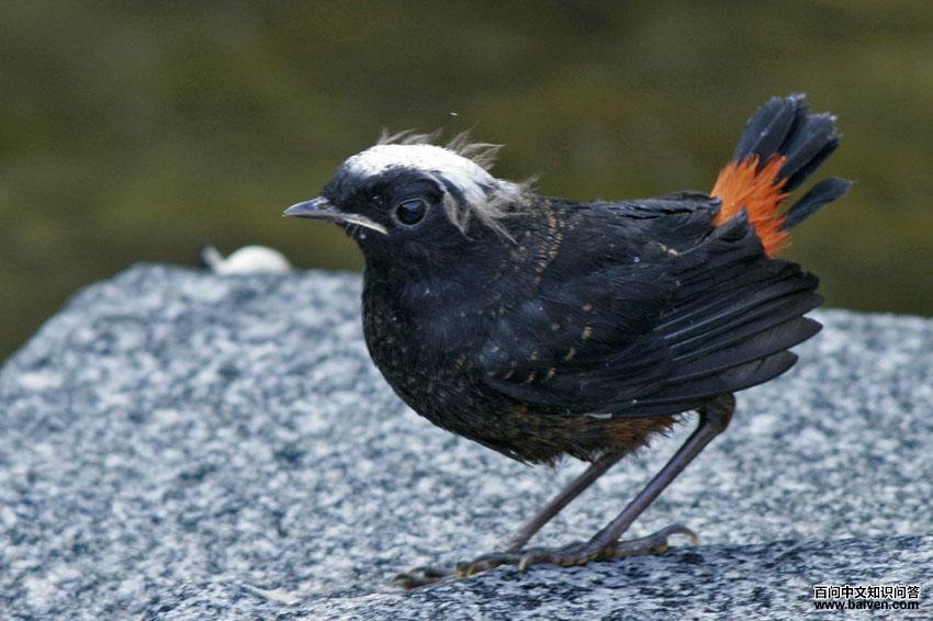 �׶�Ϫ𶣺�ǳ���ͷ��������״���ƣ����ߣ���Դ������ţ������2007��7�£�