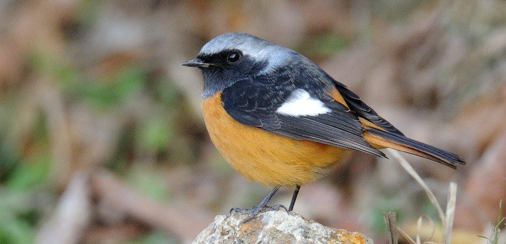 ����β𶣺�������ߣ�CYF��2009��12�¡���ۣ�