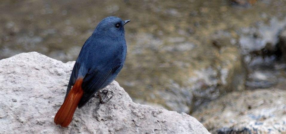 ��βˮ𶣺����