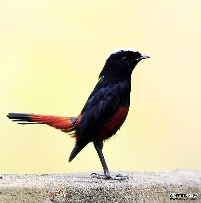 �׶�Ϫ𶣨���ߣ���ˮ��ɽ��2009��11�£�