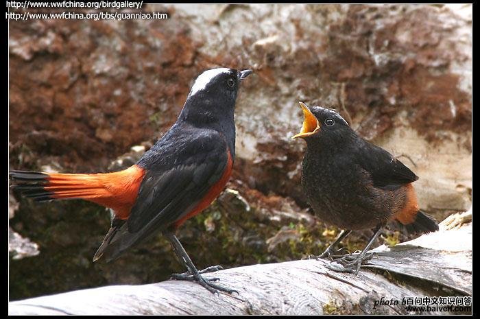 �׶�Ϫ�����