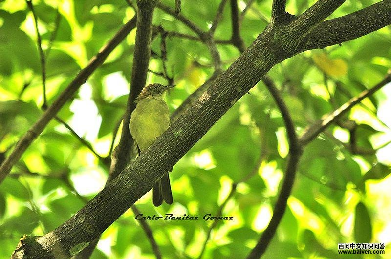 �Ƹ��ǵ�ͼƬ