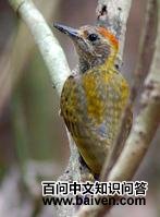 �ƶ���ľ��