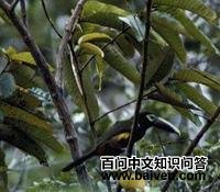 �ƶ�С������