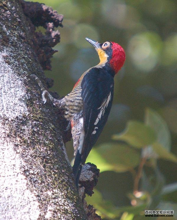 �ƶ���ľ���ͼƬ