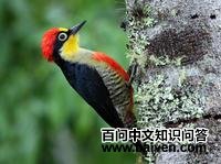 �ƶ���ľ��