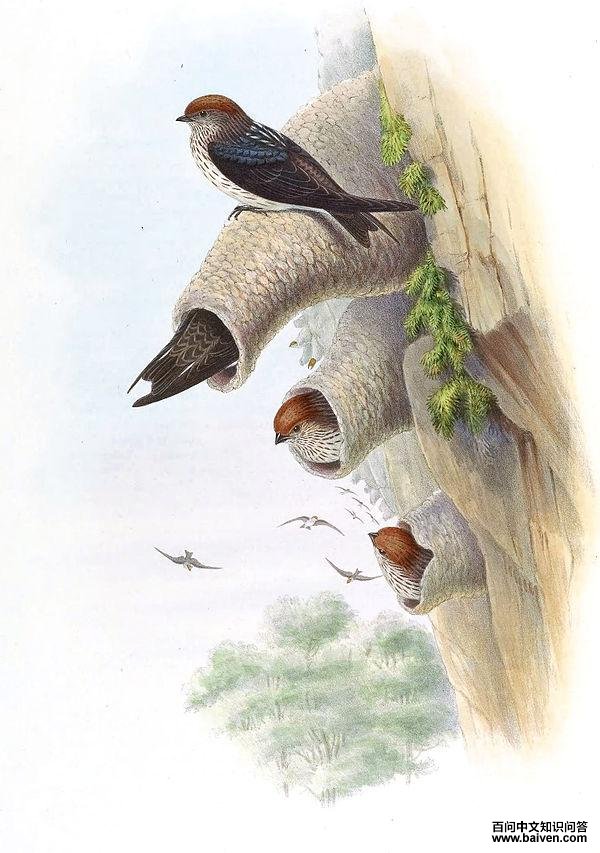 �ƶ����ͼƬ