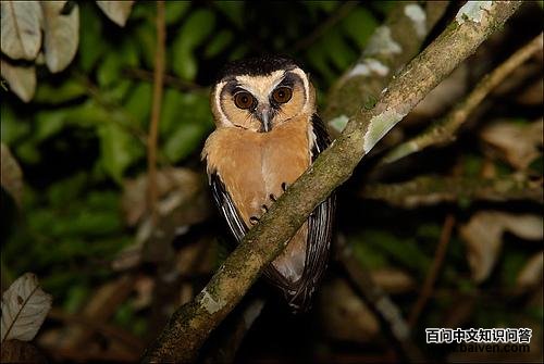 �ƶ���^��ͼƬ