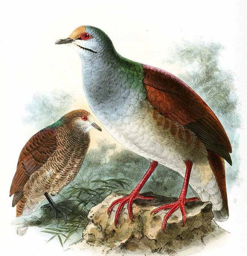 �ƶ�����ͼƬ