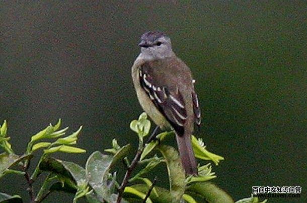 �ƶ�С���l��ͼƬ