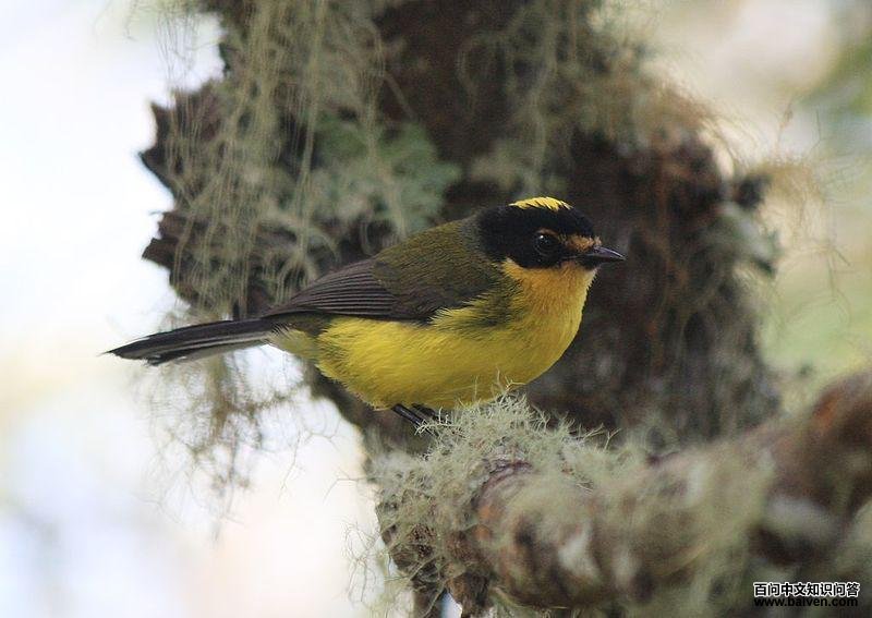 �ƶ��ݺ��ͼƬ