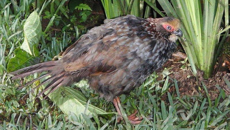 黄顶林鹑 黄顶林鹑的图片