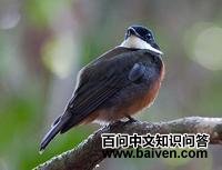 �ƶ����l��ͼƬ