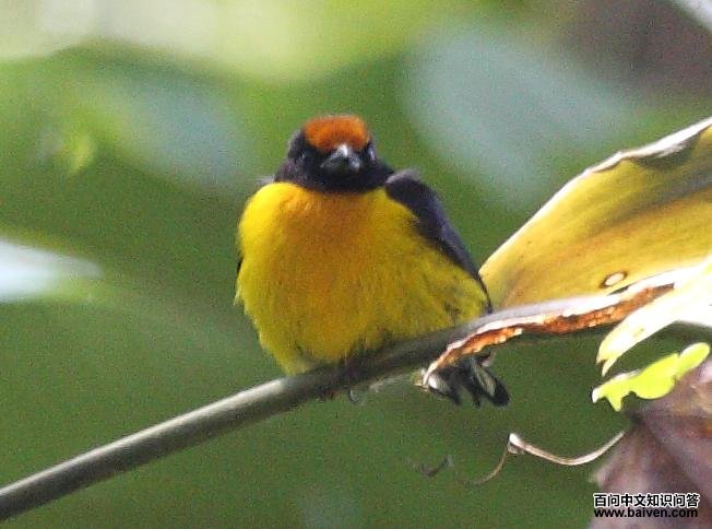 黄顶歌雀 黄顶歌雀的图片