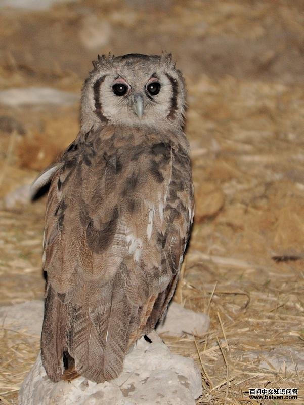 黄雕鸮 黄雕鸮的图片