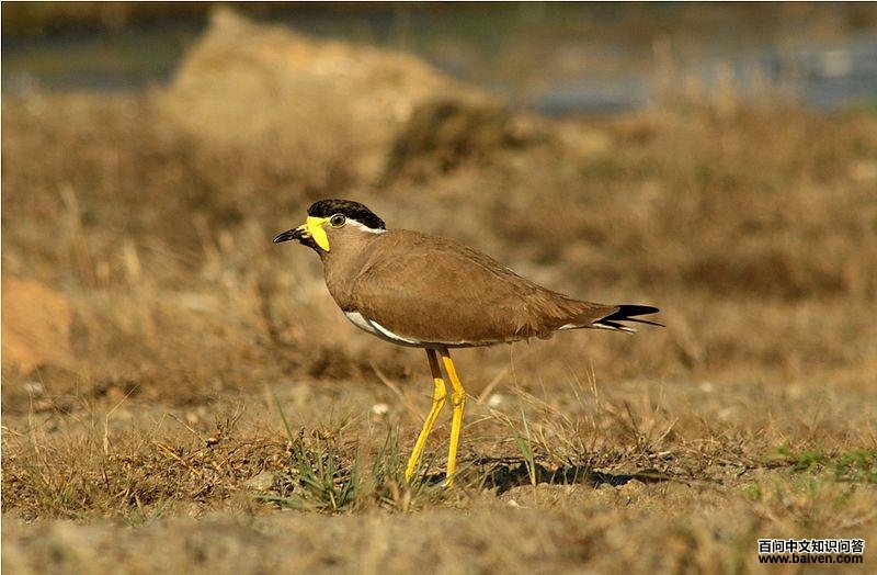 黄垂麦鸡 黄垂麦鸡的图片