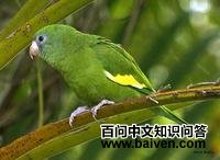 黄翅鹦哥 黄翅鹦哥的图片