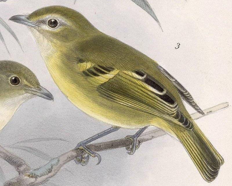 �Ƴ�ݺȸ��ͼƬ