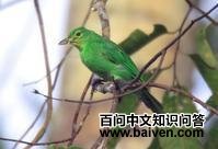 �Ƴ�Ҷ�ǵ�ͼƬ