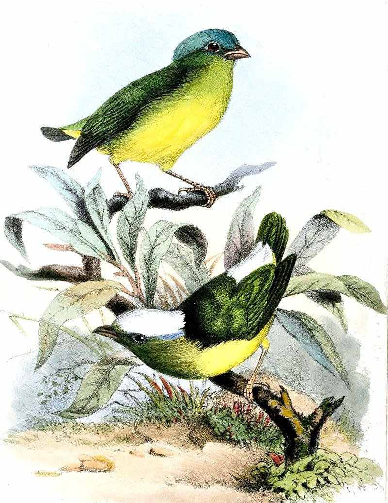 �׶����l��ͼƬ