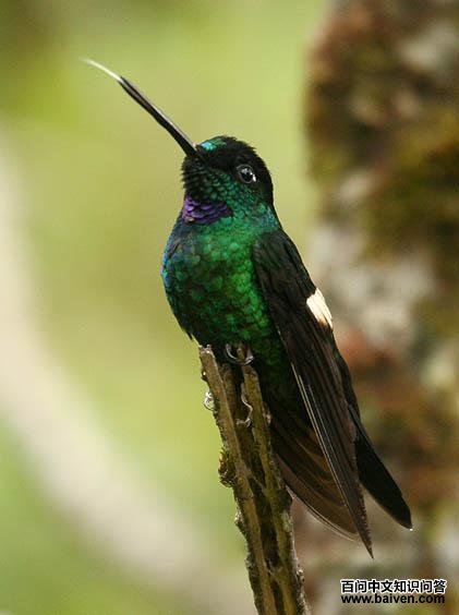 黄翅星额蜂鸟 黄翅星额蜂鸟的图片