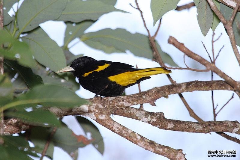 �Ƴ�������ͼƬ