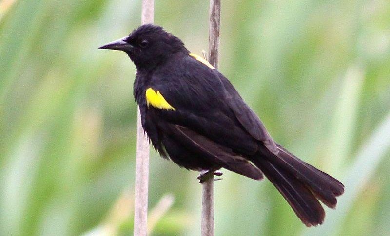 �Ƴ����ͼƬ