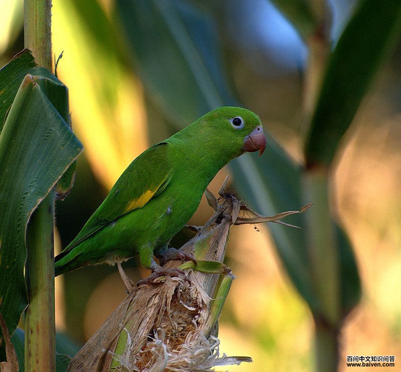黄翅斑鹦哥 黄翅斑鹦哥的图片