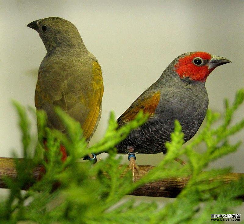 黄翅斑腹雀 黄翅斑腹雀的图片