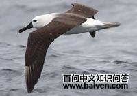 �Ʊ�������