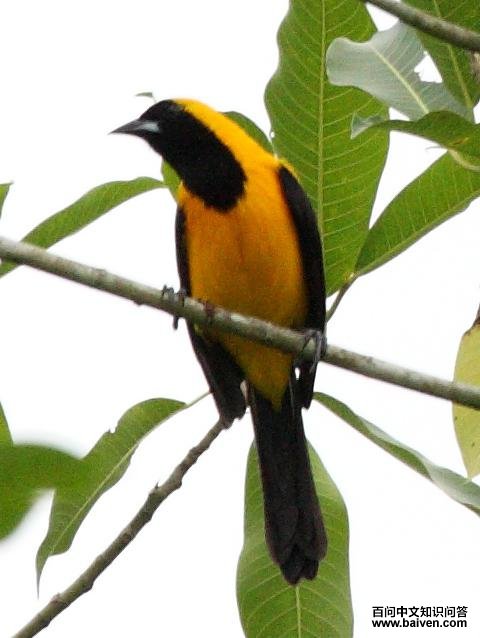 �Ʊ�����ͼƬ