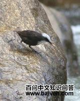 �׶�����