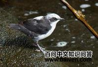 �׶�����