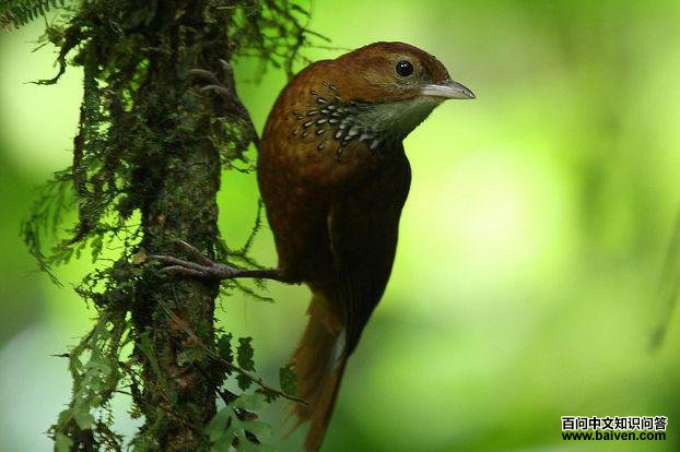 黄斑爬树雀 黄斑爬树雀的图片