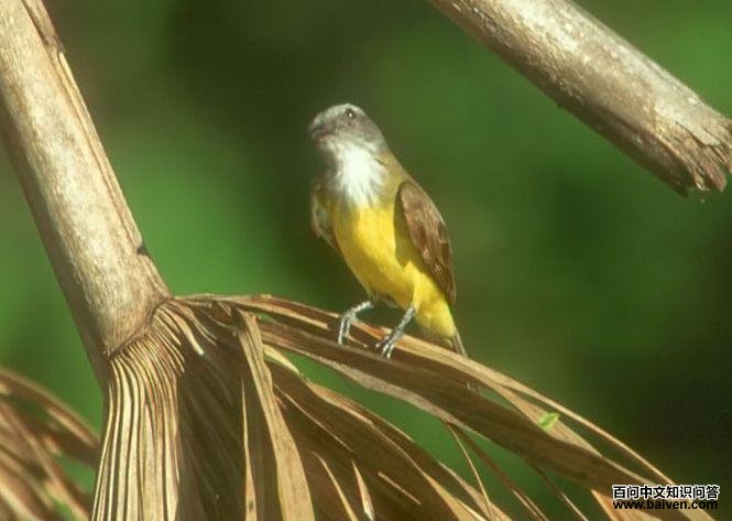 �ư׺����l��ͼƬ