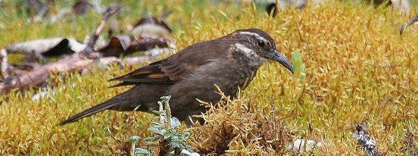 �ʶ�β��ȸ��ͼƬ