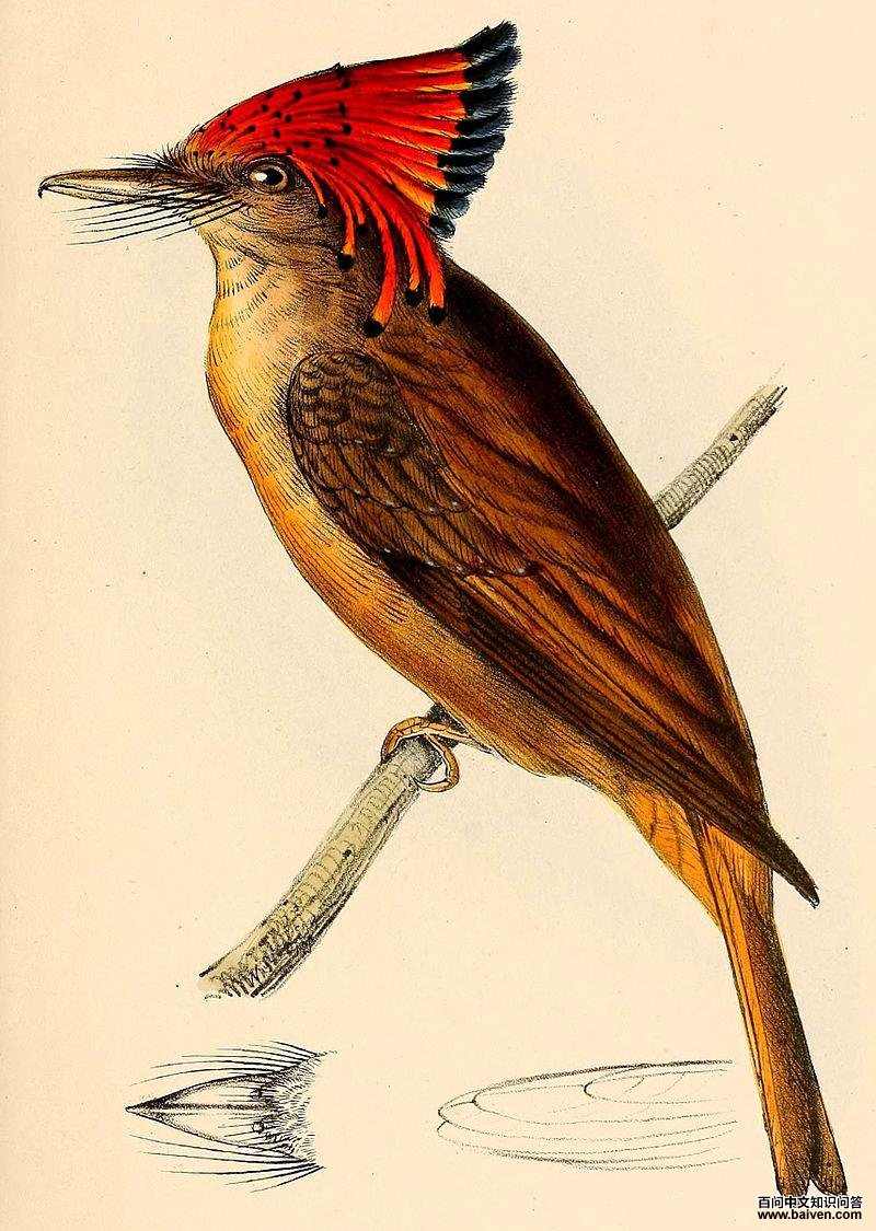 皇霸鹟 皇霸鹟的图片