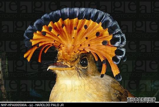 �ʰԣ��l����