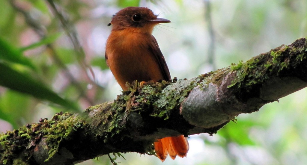 �ʰ��l������